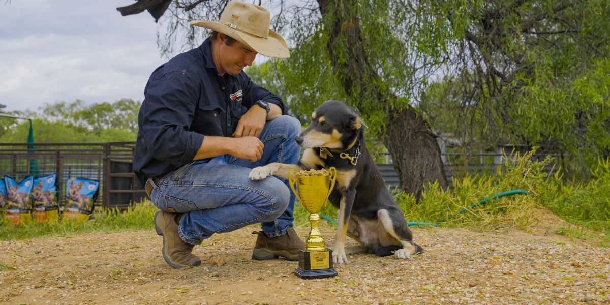 Australia's Hardest Working Dog Has Been Crowned Star Mackay and the