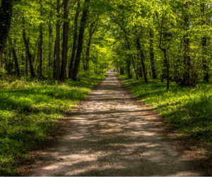 Mackay Forestry Mulching Solutions